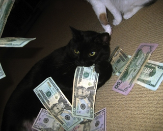Illustration for article titled 19 Cats Who Need To Check Their Privilege